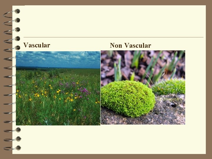 Vascular Non Vascular 