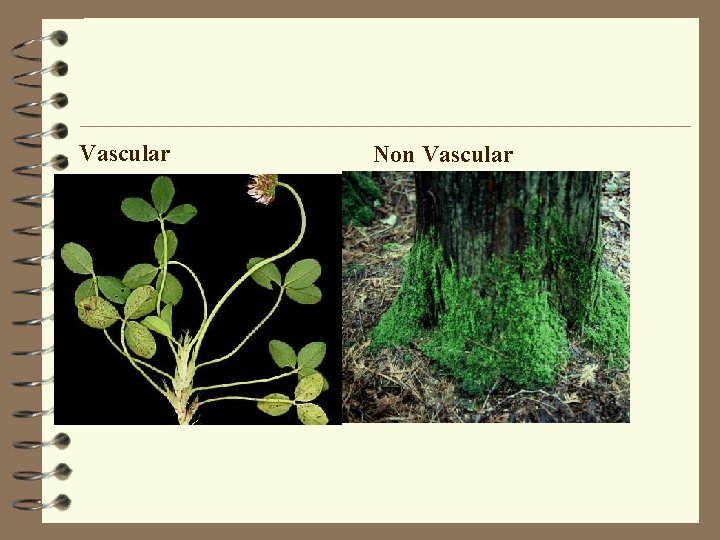 Vascular Non Vascular 