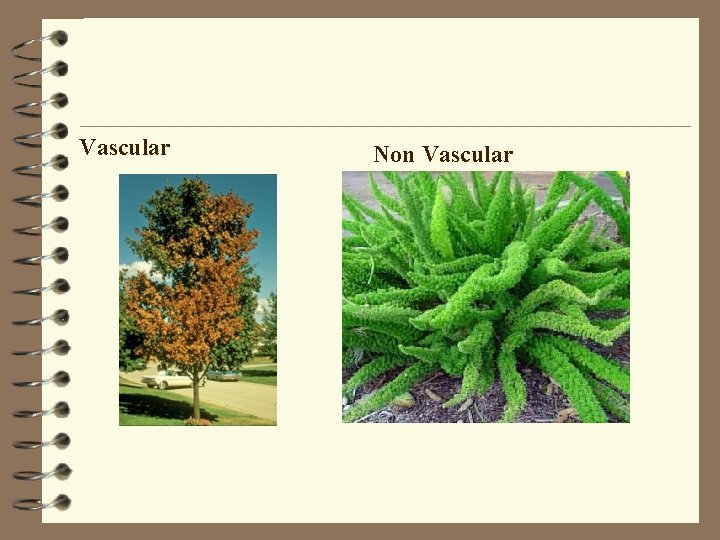 Vascular Non Vascular 