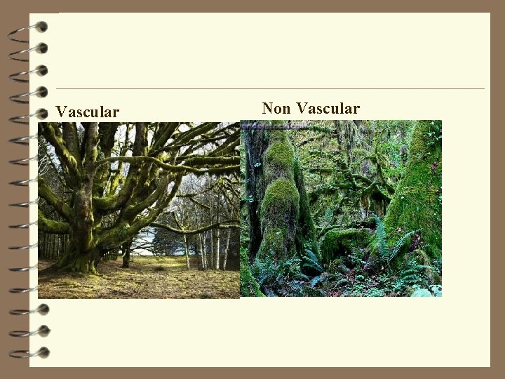 Vascular Non Vascular 