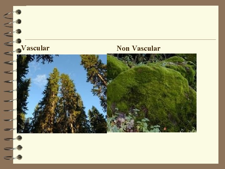 Vascular Non Vascular 