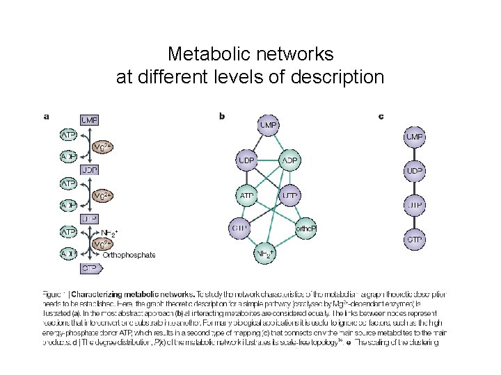 Metabolic networks at different levels of description 