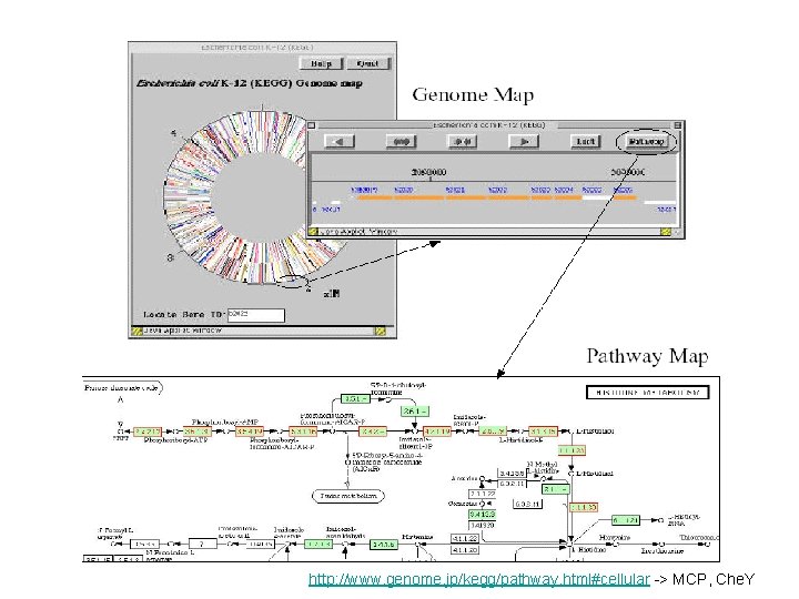 http: //www. genome. jp/kegg/pathway. html#cellular -> MCP, Che. Y 