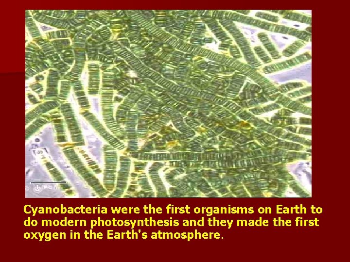 Cyanobacteria were the first organisms on Earth to do modern photosynthesis and they made