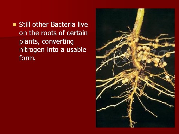 n Still other Bacteria live on the roots of certain plants, converting nitrogen into