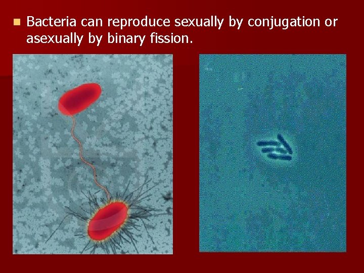 n Bacteria can reproduce sexually by conjugation or asexually by binary fission. 