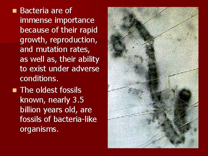 Bacteria are of immense importance because of their rapid growth, reproduction, and mutation rates,