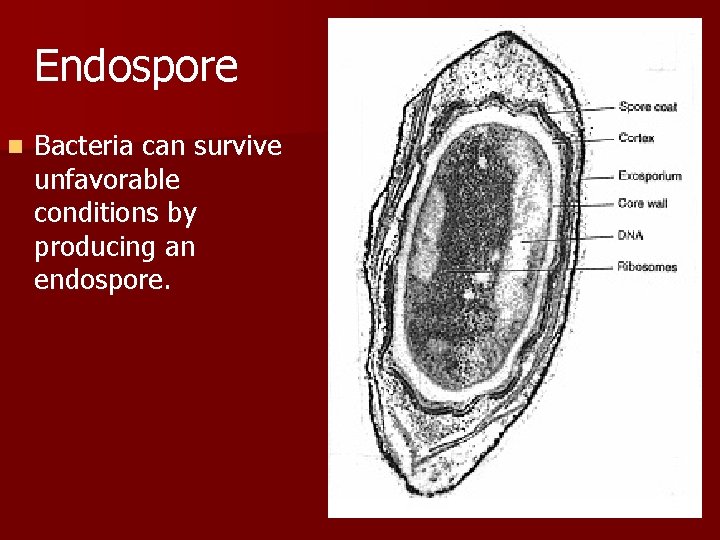 Endospore n Bacteria can survive unfavorable conditions by producing an endospore. 