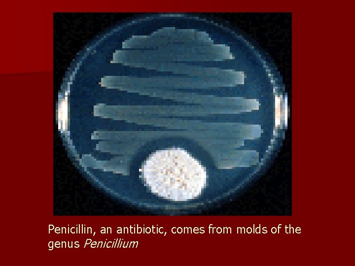 Penicillin, an antibiotic, comes from molds of the genus Penicillium 