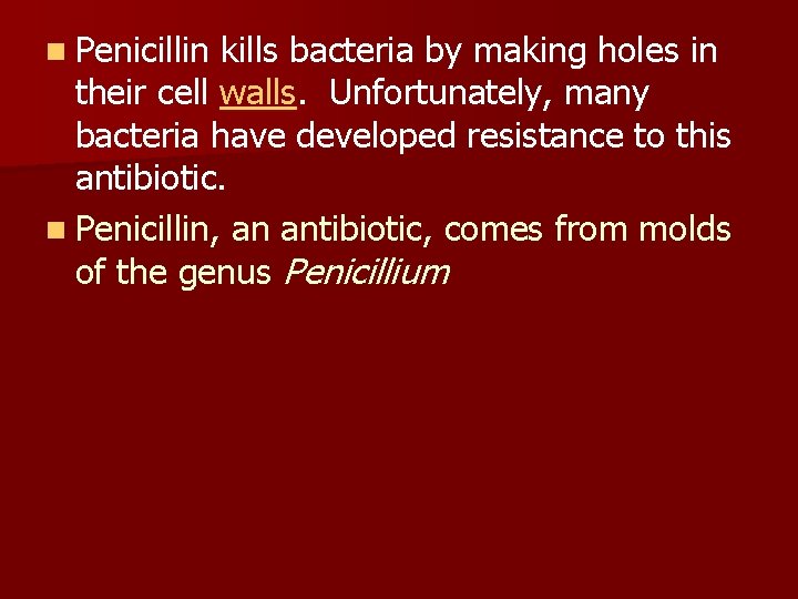 n Penicillin kills bacteria by making holes in their cell walls. Unfortunately, many bacteria