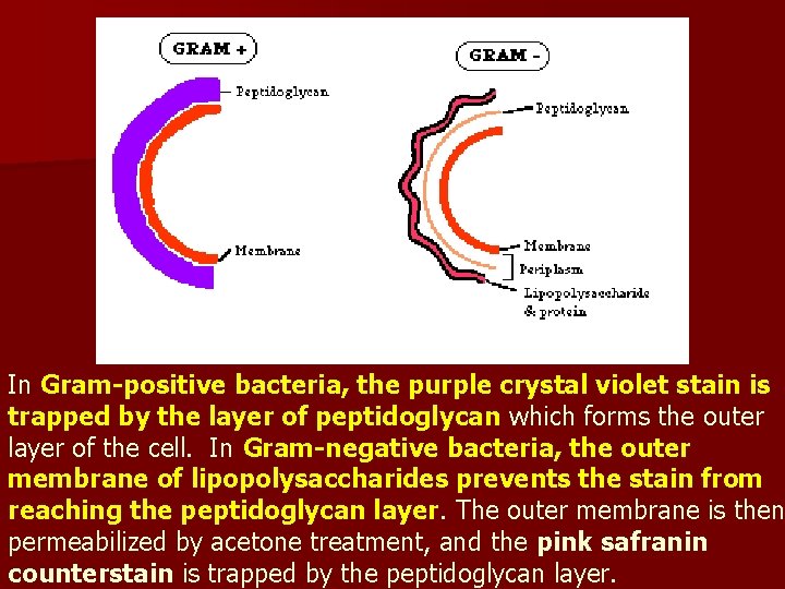 In Gram-positive bacteria, the purple crystal violet stain is trapped by the layer of