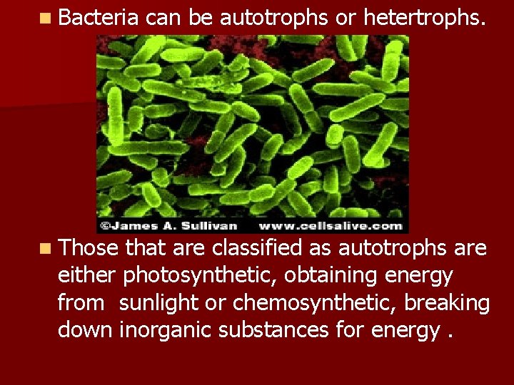 n Bacteria can be autotrophs or hetertrophs. n Those that are classified as autotrophs