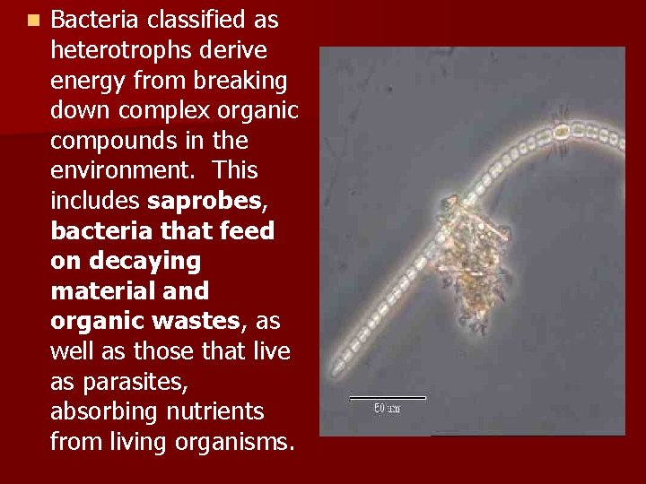 n Bacteria classified as heterotrophs derive energy from breaking down complex organic compounds in