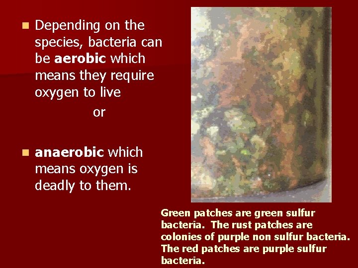 n Depending on the species, bacteria can be aerobic which means they require oxygen