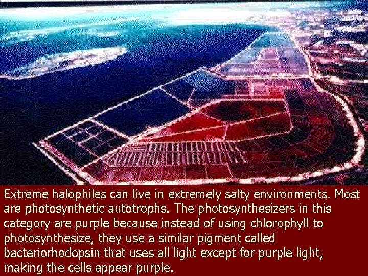 Extreme halophiles can live in extremely salty environments. Most are photosynthetic autotrophs. The photosynthesizers