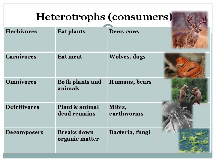Heterotrophs (consumers) Herbivores Eat plants Deer, cows Carnivores Eat meat Wolves, dogs Omnivores Both