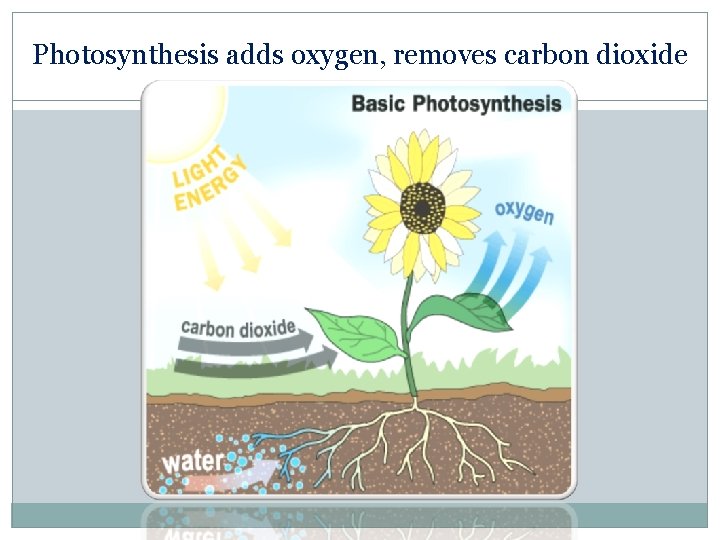Photosynthesis adds oxygen, removes carbon dioxide 