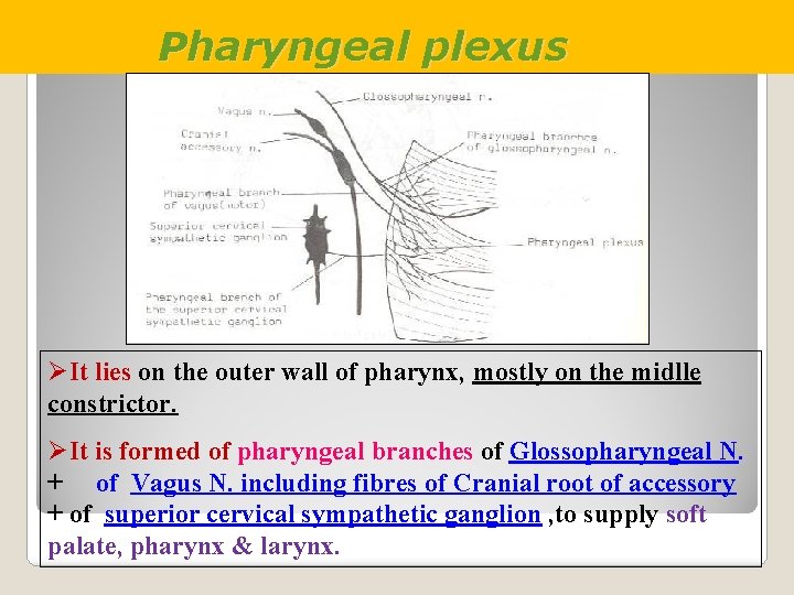 Pharyngeal plexus ØIt lies on the outer wall of pharynx, mostly on the midlle