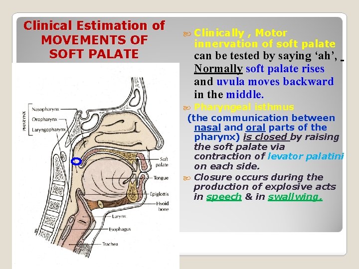 Clinical Estimation of MOVEMENTS OF SOFT PALATE Clinically , Motor innervation of soft palate