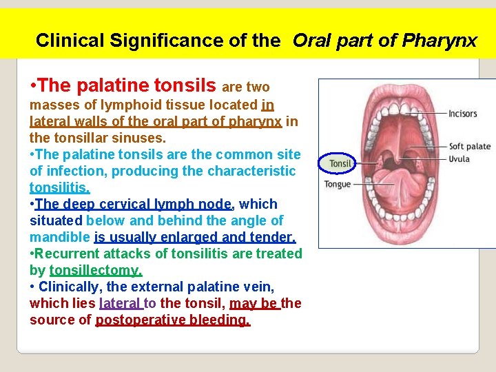 Clinical Significance of the Oral part of Pharynx • The palatine tonsils are two