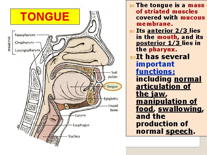  The TONGUE tongue is a mass of striated muscles covered with mucous membrane.