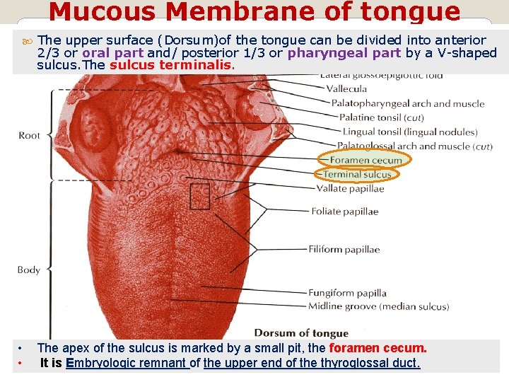 Mucous Membrane of tongue The upper surface (Dorsum)of the tongue can be divided into