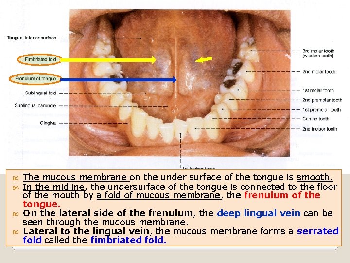 The mucous membrane on the under surface of the tongue is smooth. In the