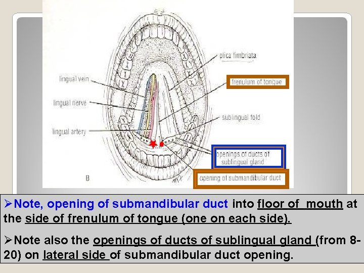 ØNote, opening of submandibular duct into floor of mouth at the side of frenulum