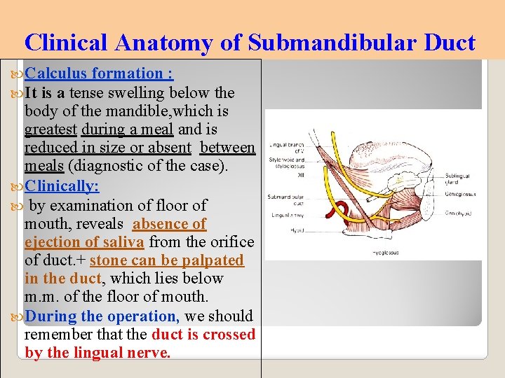 Clinical Anatomy of Submandibular Duct Calculus formation : It is a tense swelling below