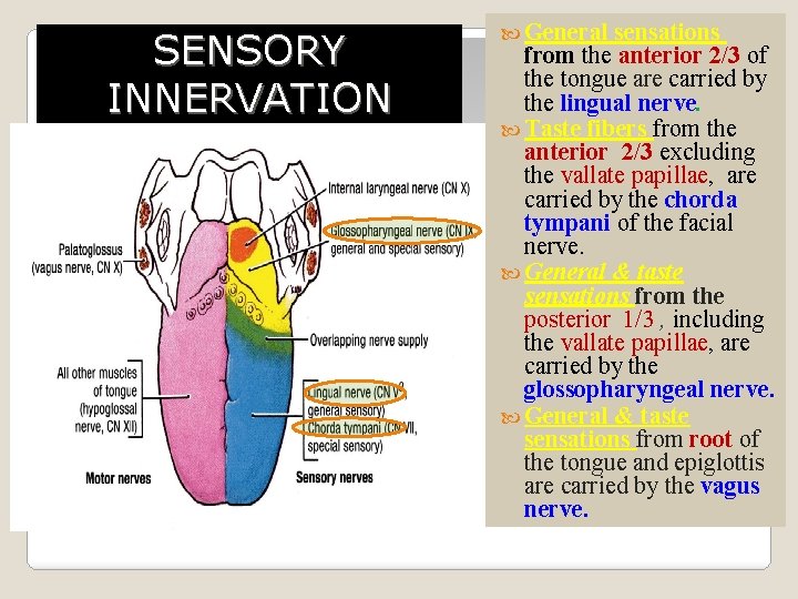 SENSORY INNERVATION General sensations from the anterior 2/3 of the tongue are carried by