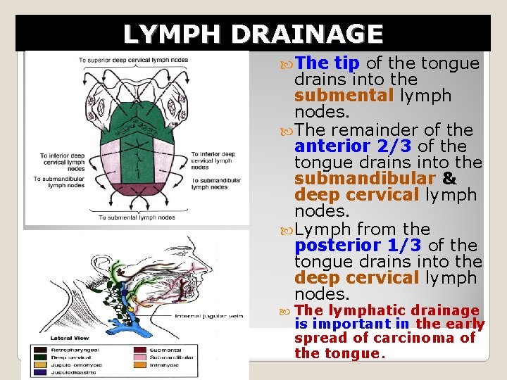 LYMPH DRAINAGE The tip of the tongue drains into the submental lymph nodes. The