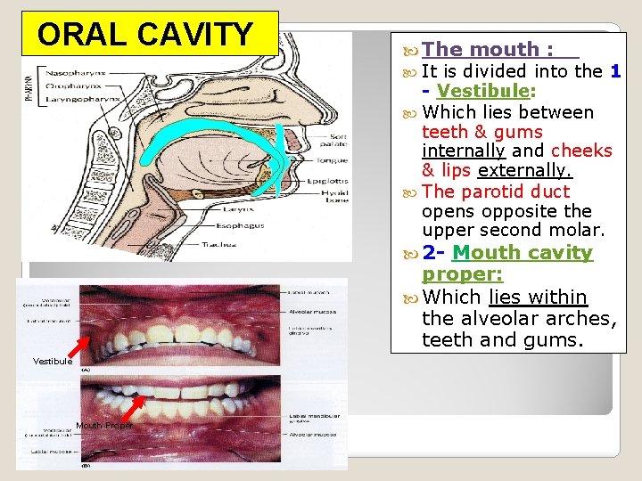 ORAL CAVITY The It mouth : is divided into the 1 - Vestibule: Which