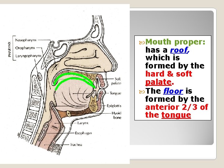 MOUTH Mouth proper: has a roof, which is formed by the hard & soft