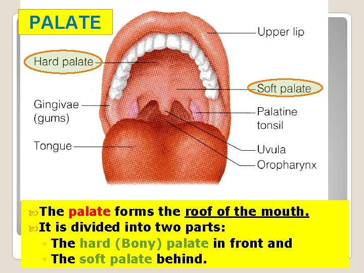 PALATE The palate forms the roof of the mouth. It is divided into two