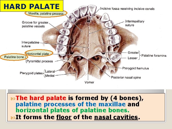 HARD PALATE The hard palate is formed by (4 bones), palatine processes of the