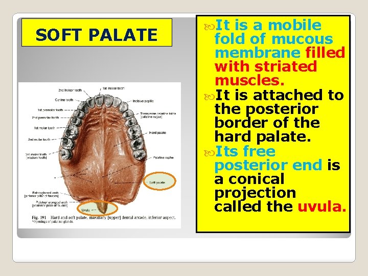 SOFT PALATE It is a mobile fold of mucous membrane filled with striated muscles.