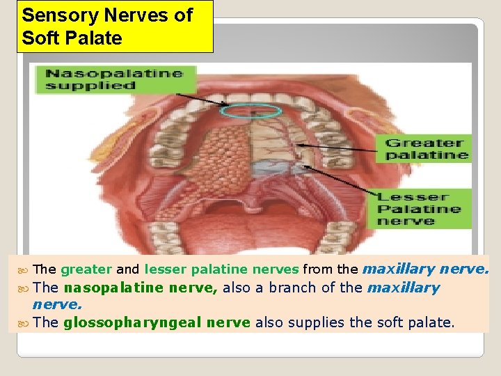 Sensory Nerves of Soft Palate The greater and lesser palatine nerves from the maxillary