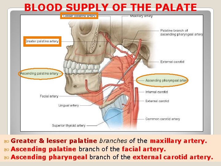 BLOOD SUPPLY OF THE PALATE Greater & lesser palatine branches of the maxillary artery.