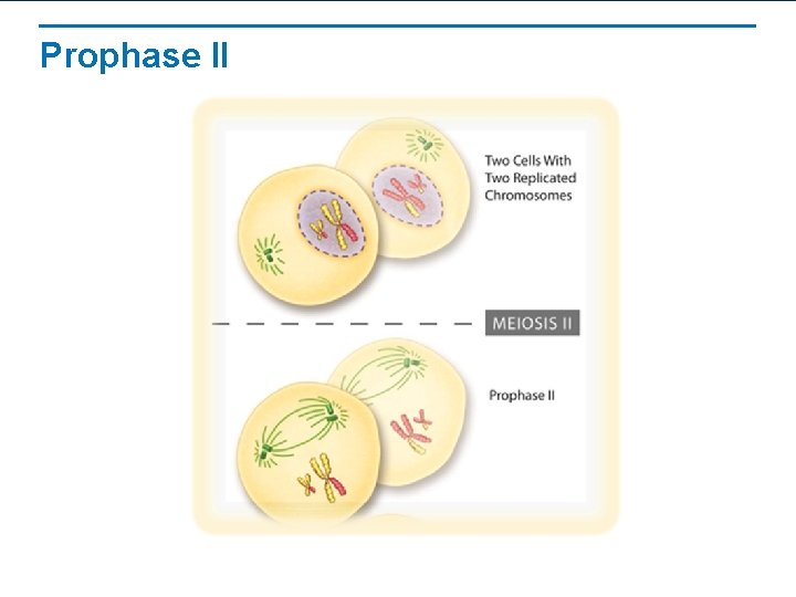 Prophase II 
