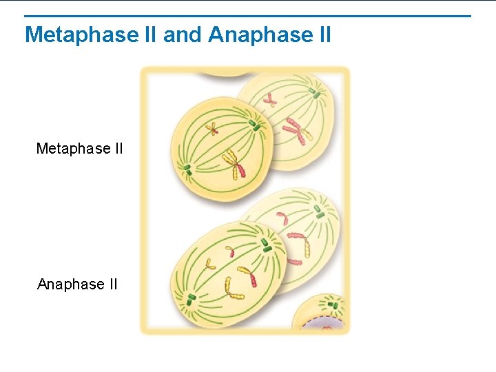 Metaphase II and Anaphase II Metaphase II Anaphase II 