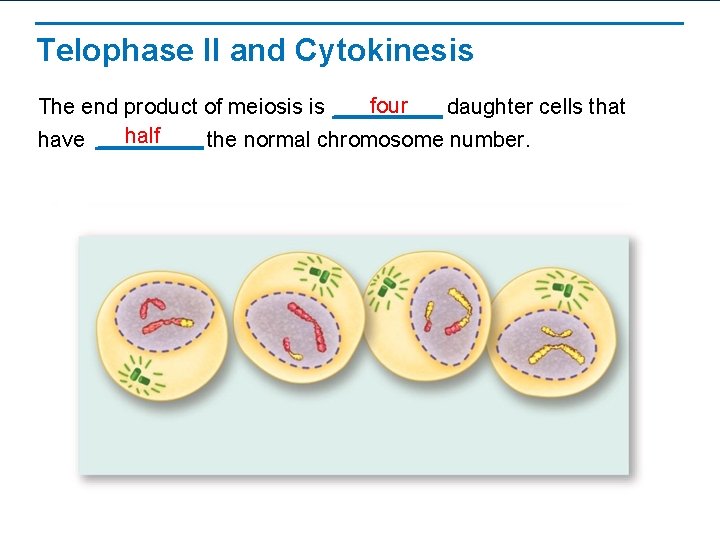 Telophase II and Cytokinesis four The end product of meiosis is daughter cells that