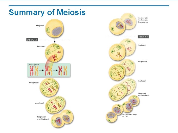 Summary of Meiosis 