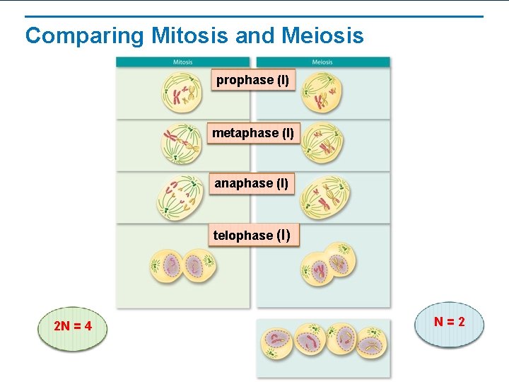 Comparing Mitosis and Meiosis prophase (I) metaphase (I) anaphase (I) telophase (I) 2 N
