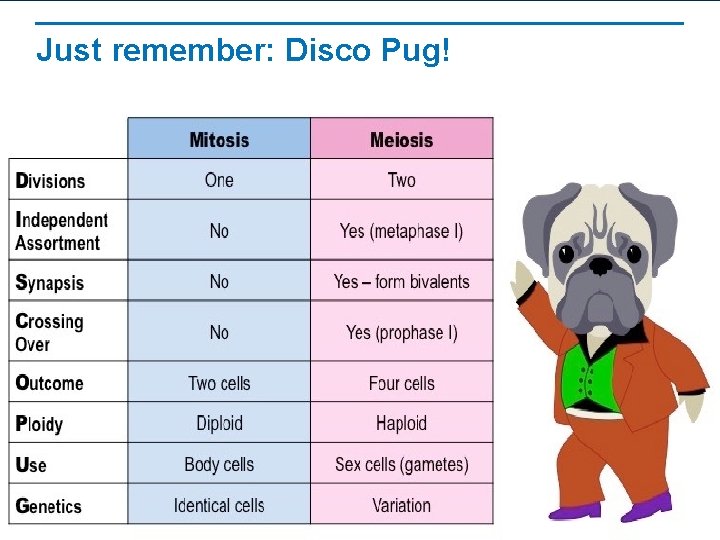 Just remember: Disco Pug! 