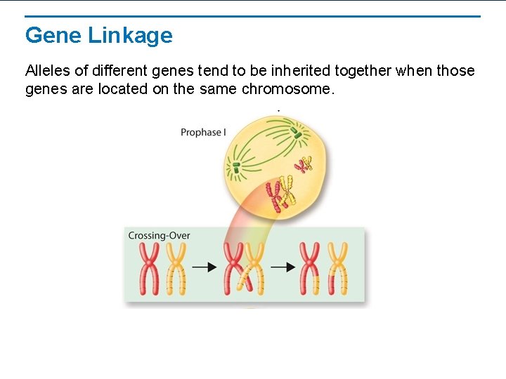 Gene Linkage Alleles of different genes tend to be inherited together when those genes
