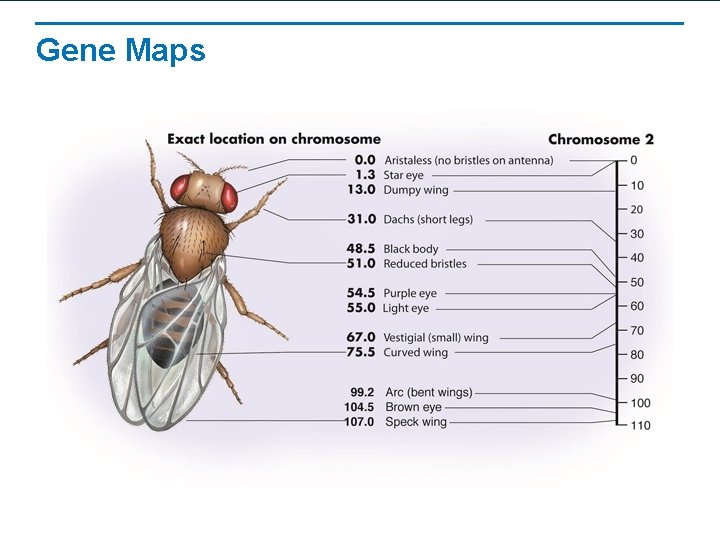 Gene Maps 