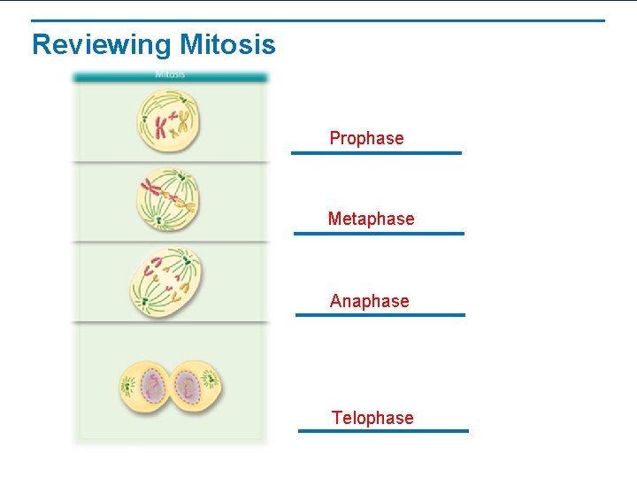 Reviewing Mitosis Prophase Metaphase Anaphase Telophase 