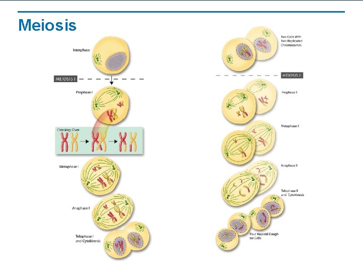 Meiosis 