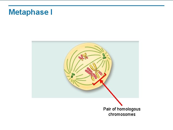 Metaphase I Pair of homologous chromosomes 