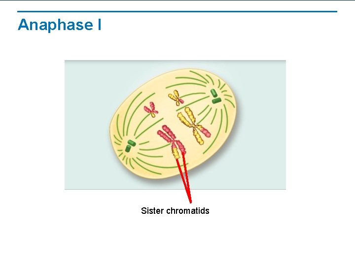 Anaphase I Sister chromatids 